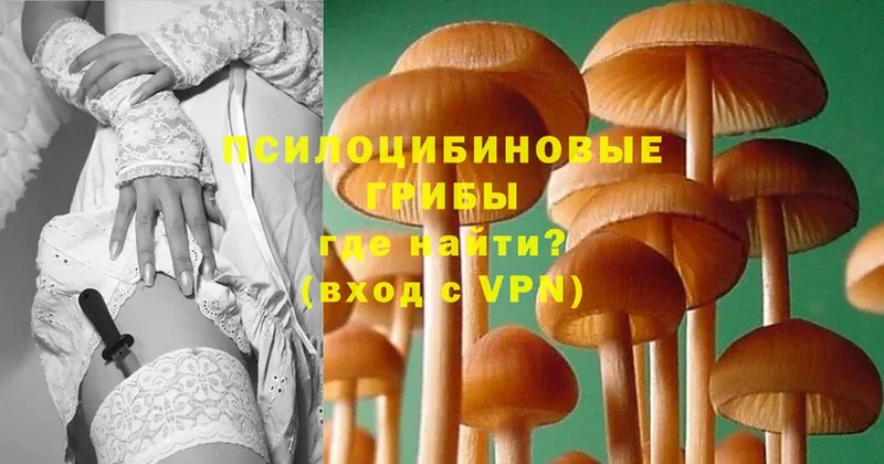 Псилоцибиновые грибы Psilocybine cubensis  Алексин 